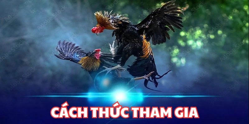 Bí kíp khi đặt cược đá gà Thomo