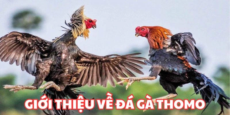 Giới thiệu về đá gà Thomo 23win